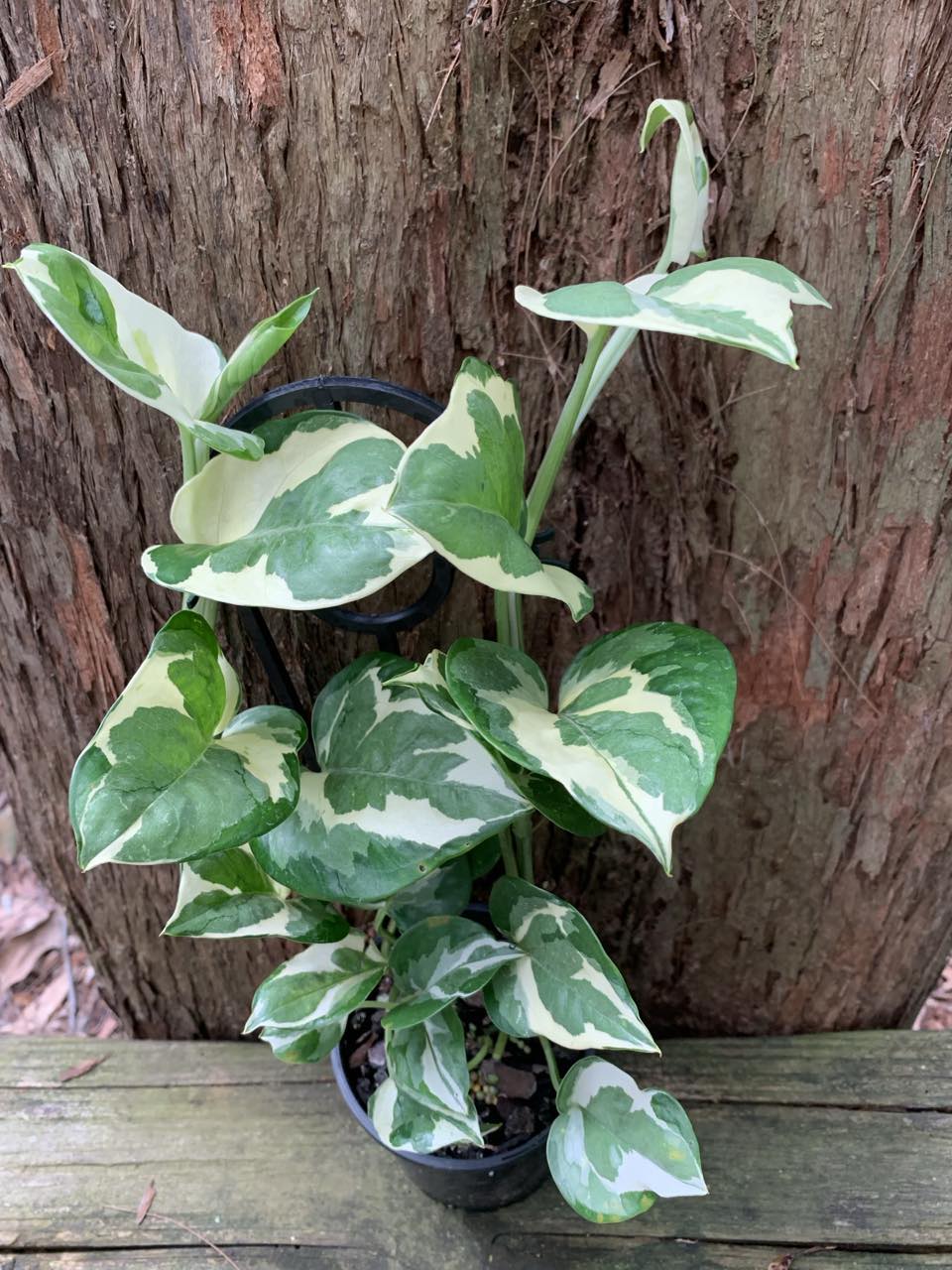 Plants under $12