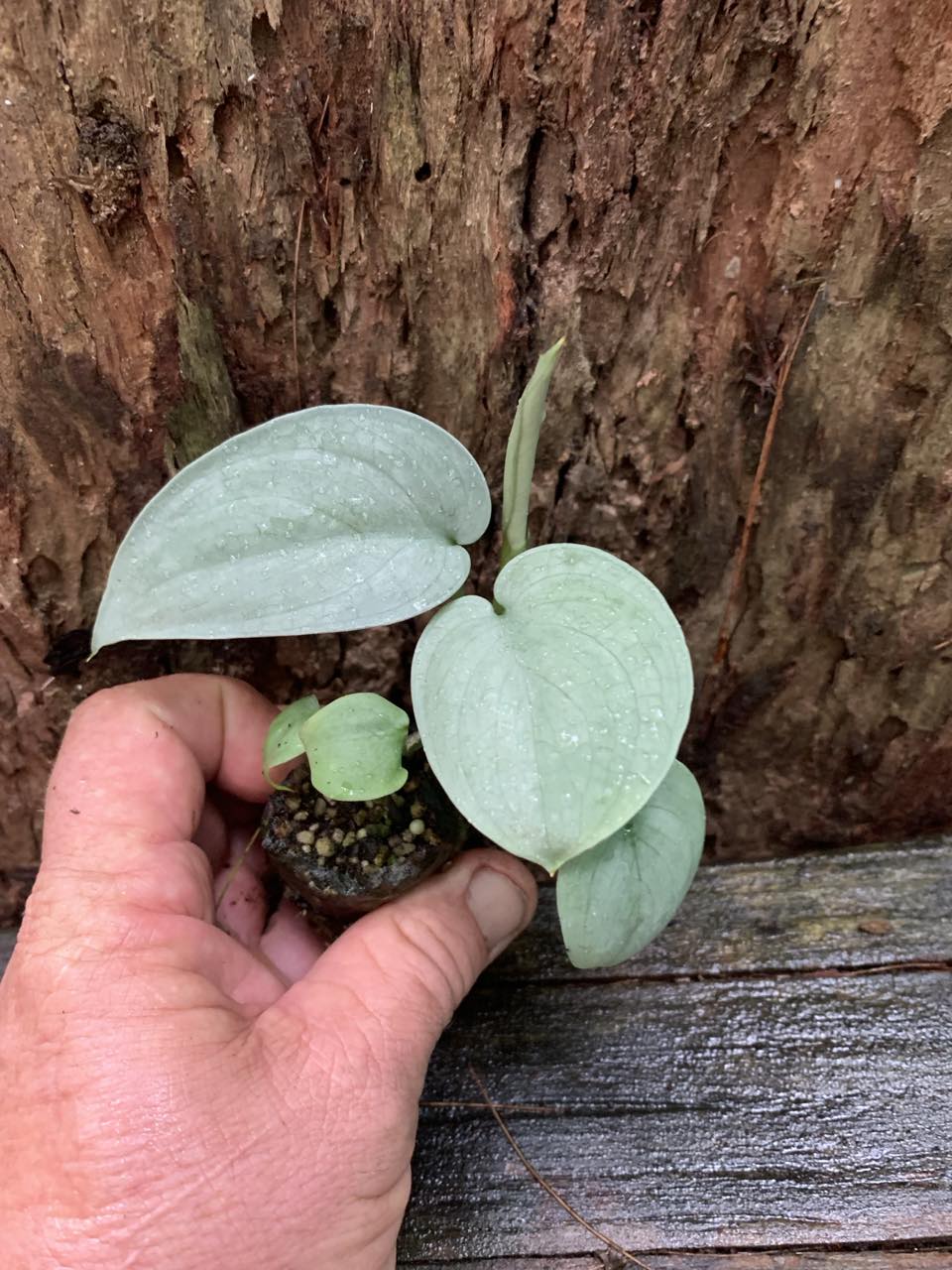 Silver Plants