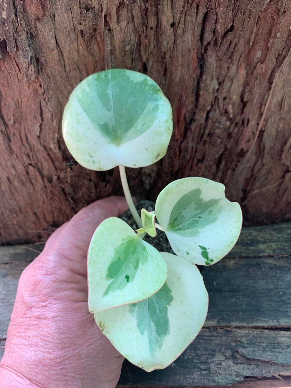 Peperomia Polybotrya Raindrops Albo Variegata — Nursery 2 U