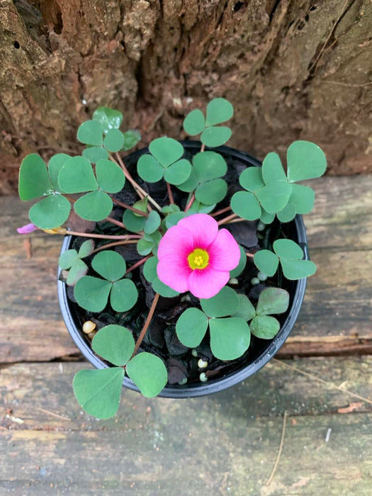 Oxalis Purpurea - Hot Pink Flowers