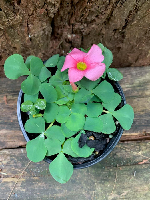 Oxalis Purpurea - light Pink Flowers