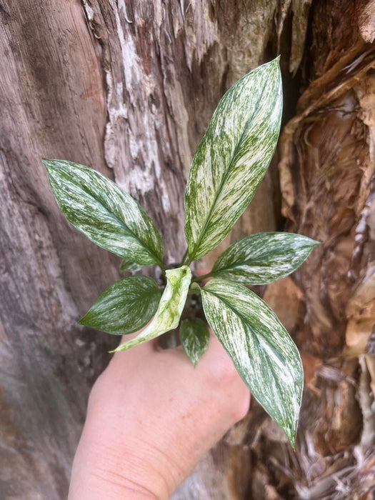 Spathiphyllum variegated