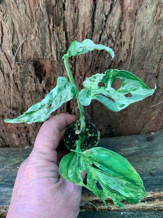 Monstera Adansonii Mint