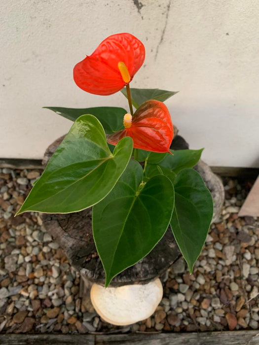 Anthurium Amalia Orange