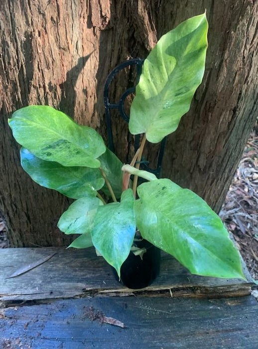 Philodendron Snowdrift