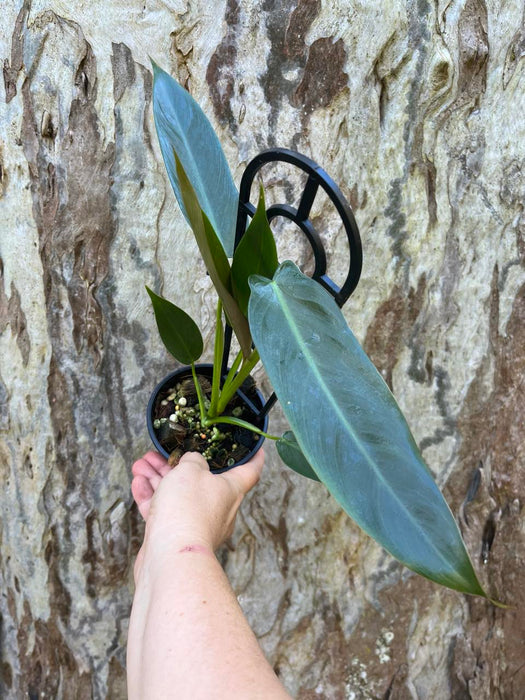 Philodendron Spiritus Sancti