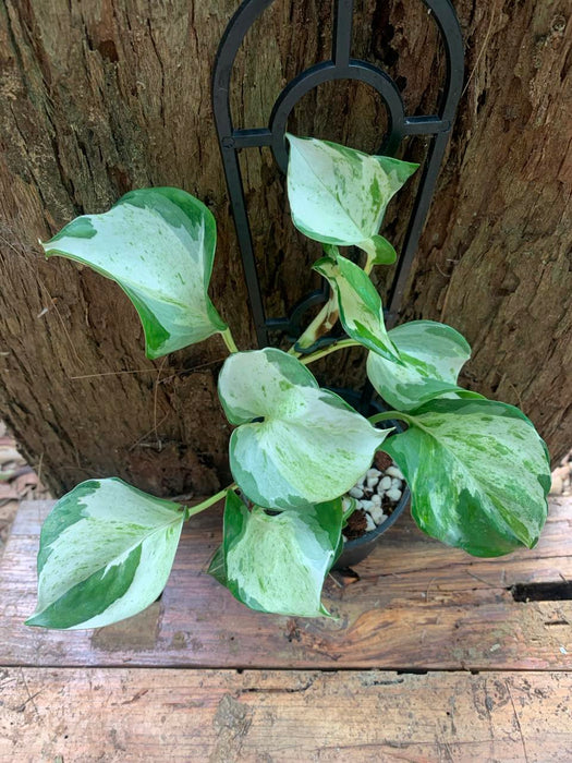 Manjula Pothos