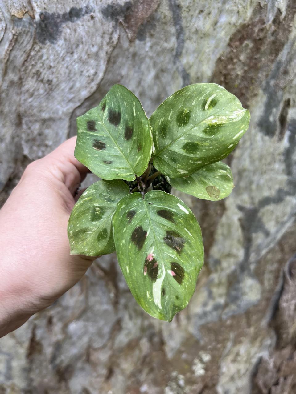 Indoor Plants