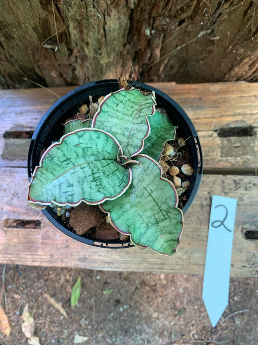 Sansevieria Silver Blue "Kirkii"