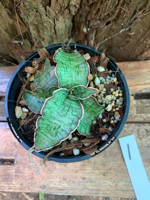 Sansevieria Silver Blue "Kirkii"