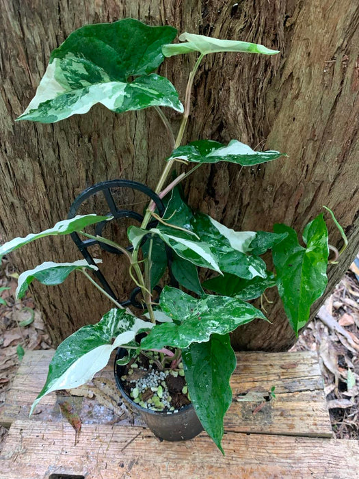 Syngonium Fantasy VARIEGATED