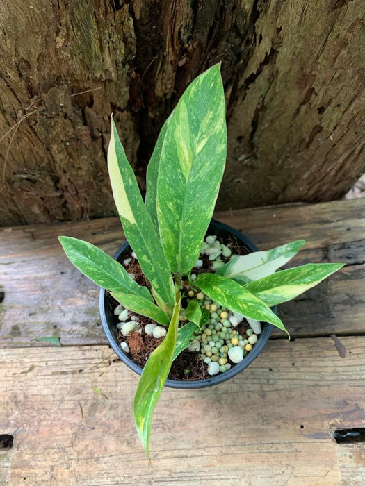 Philodendron Ring Of Fire - Non TC