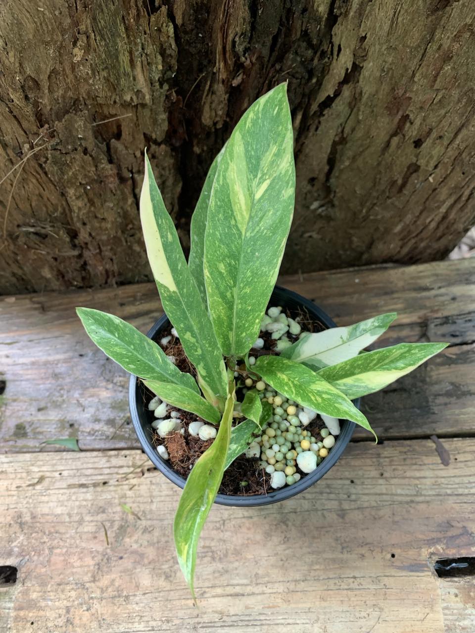 Philodendron Ring of Fire