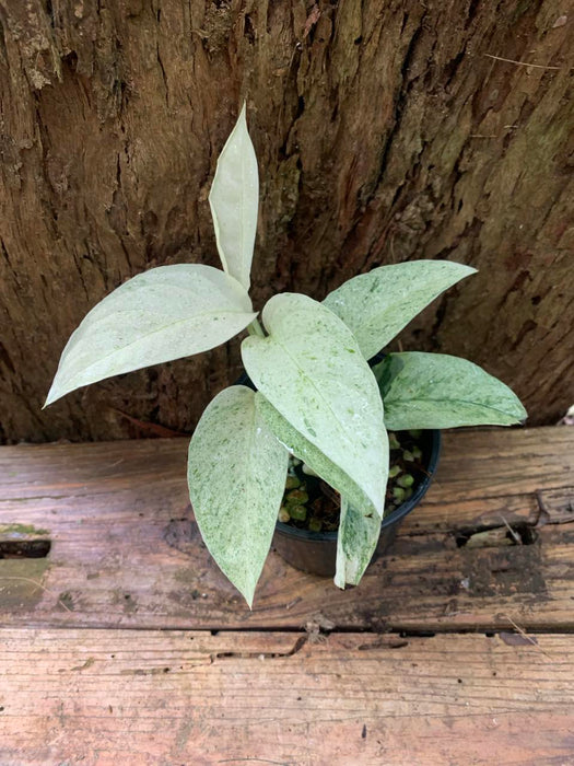 Monstera Laniata Mint variegated