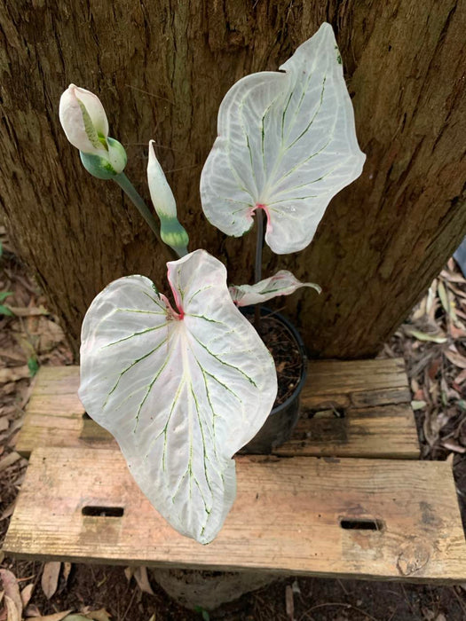 Auction - Caladium Variant #2