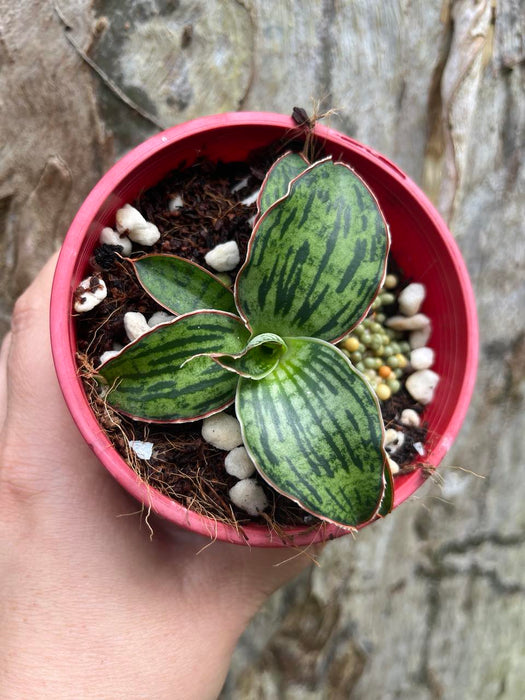 Sansevieria Cleopatra