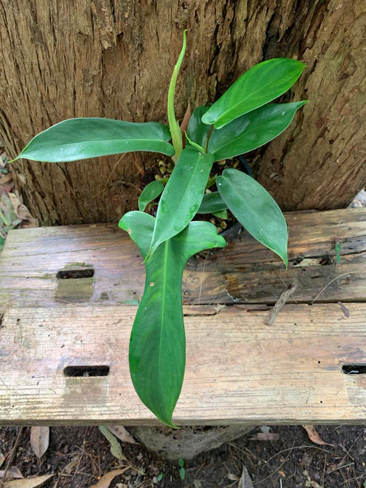 Philodendron Florida Beauty ALL GREEN