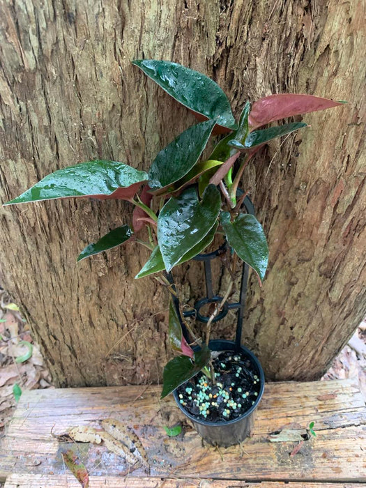 CLEARANCE Syngonium erythrophyllum RED ARROW