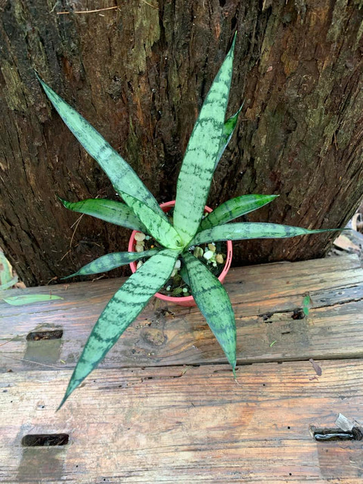 Sansevieria Trifasciata