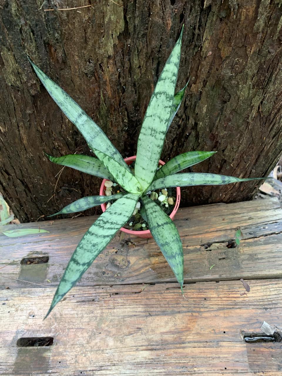 Sansevieria