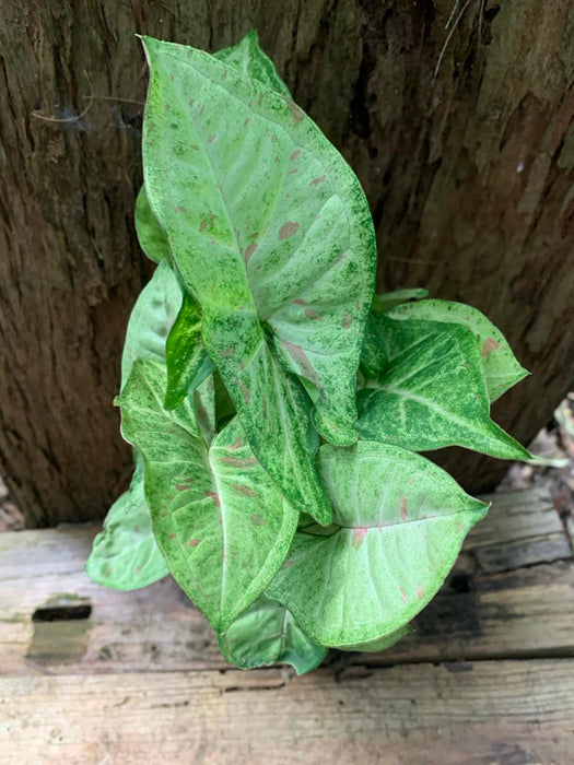 Syngonium Confetti Tri-colour