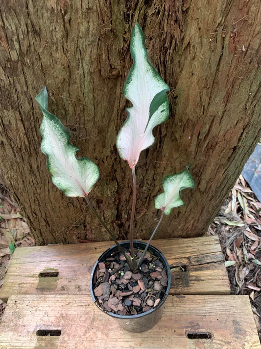 Auction - Caladium Variant #1