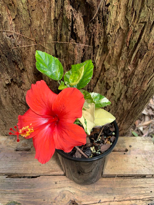 Hibiscus Splendens (Variegated leaf)