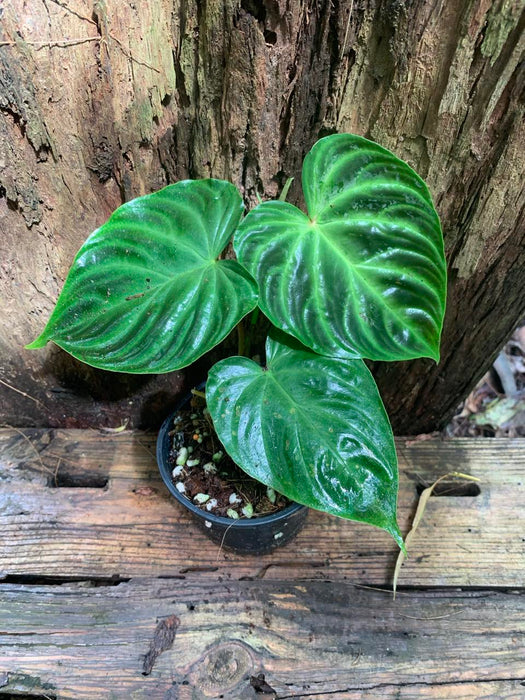 Philodendron Verrucosum