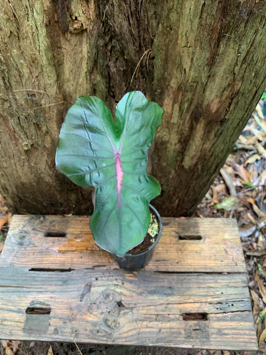 Colocasia Redemption