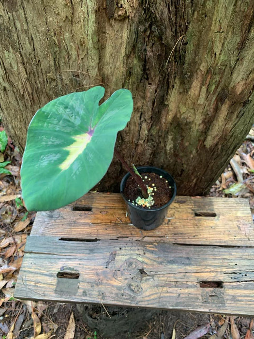 Colocasia Waikiki