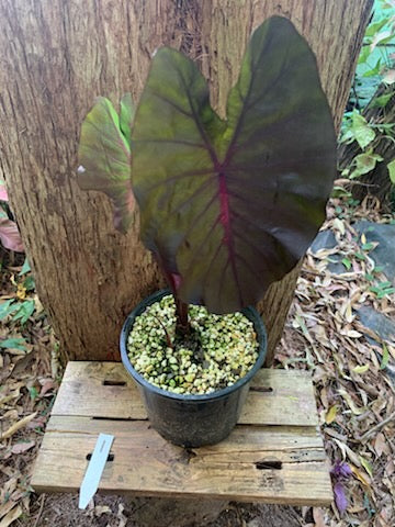 Colocasia Redemption