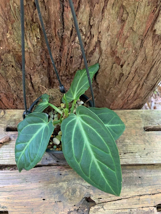 Anthurium villenaorum