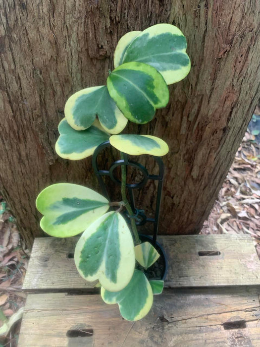 Hoya Kerri Albo Marginata