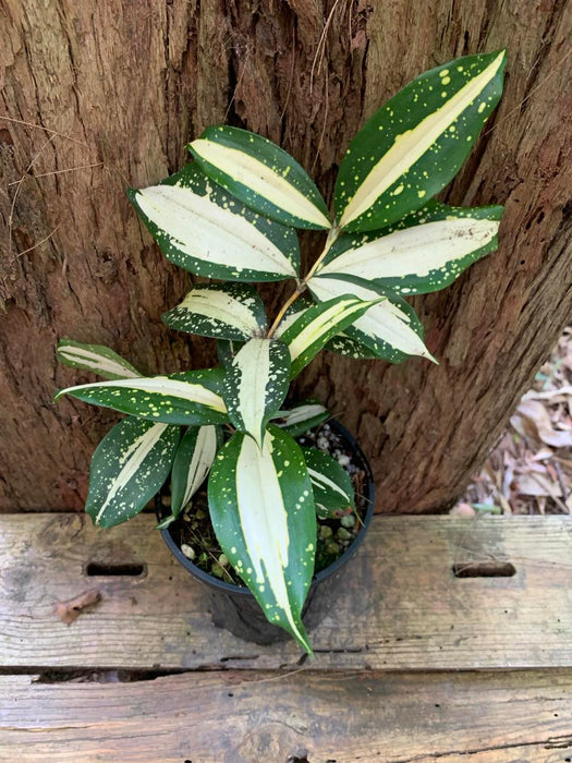 Dracaena Milky Way