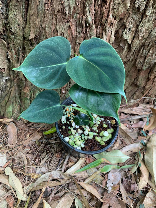 Philodendron Lupinum