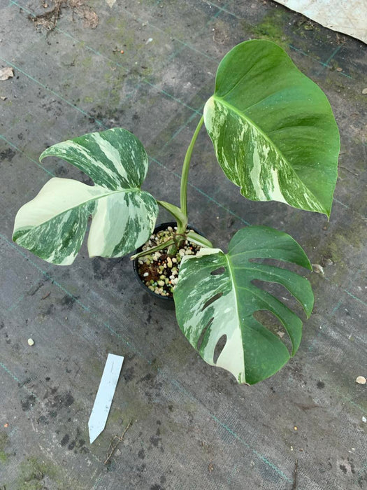 Monstera Albo Borsigiana Multi plant Lisiting