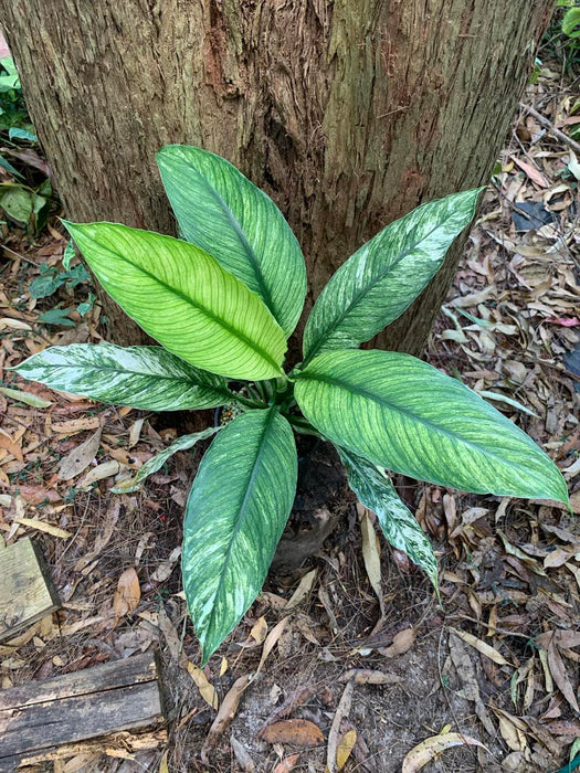 Spathiphyllum variegated