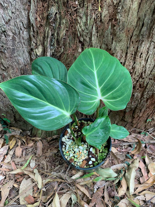 Philodendron Gloriosum