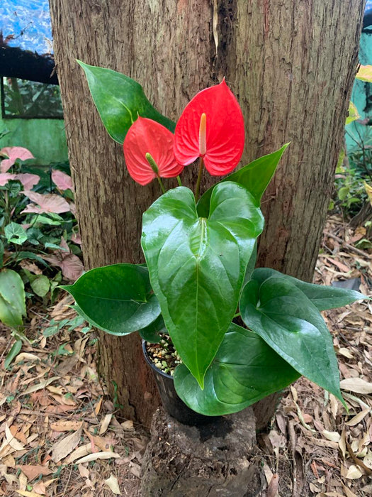 XL Anthurium Red