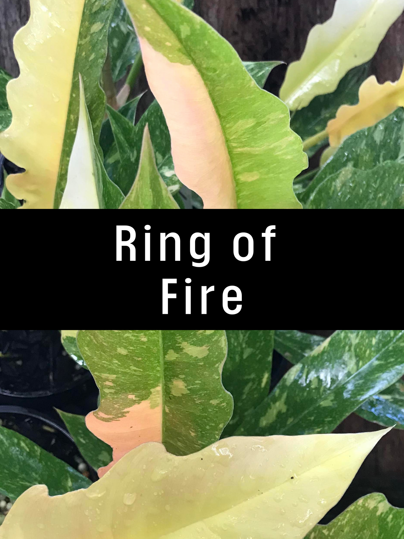 Philodendron Ring of Fire