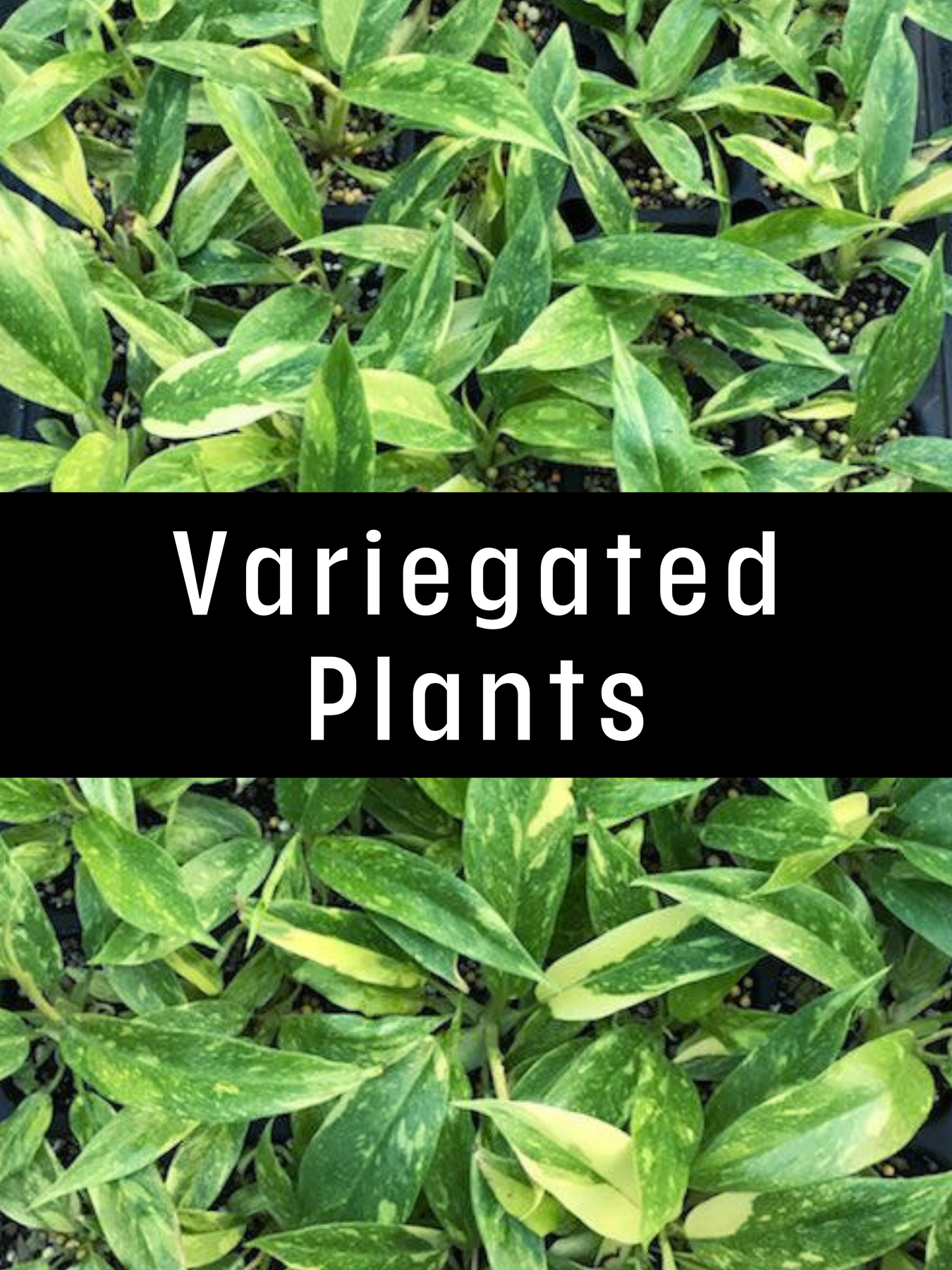 Variegated Plants