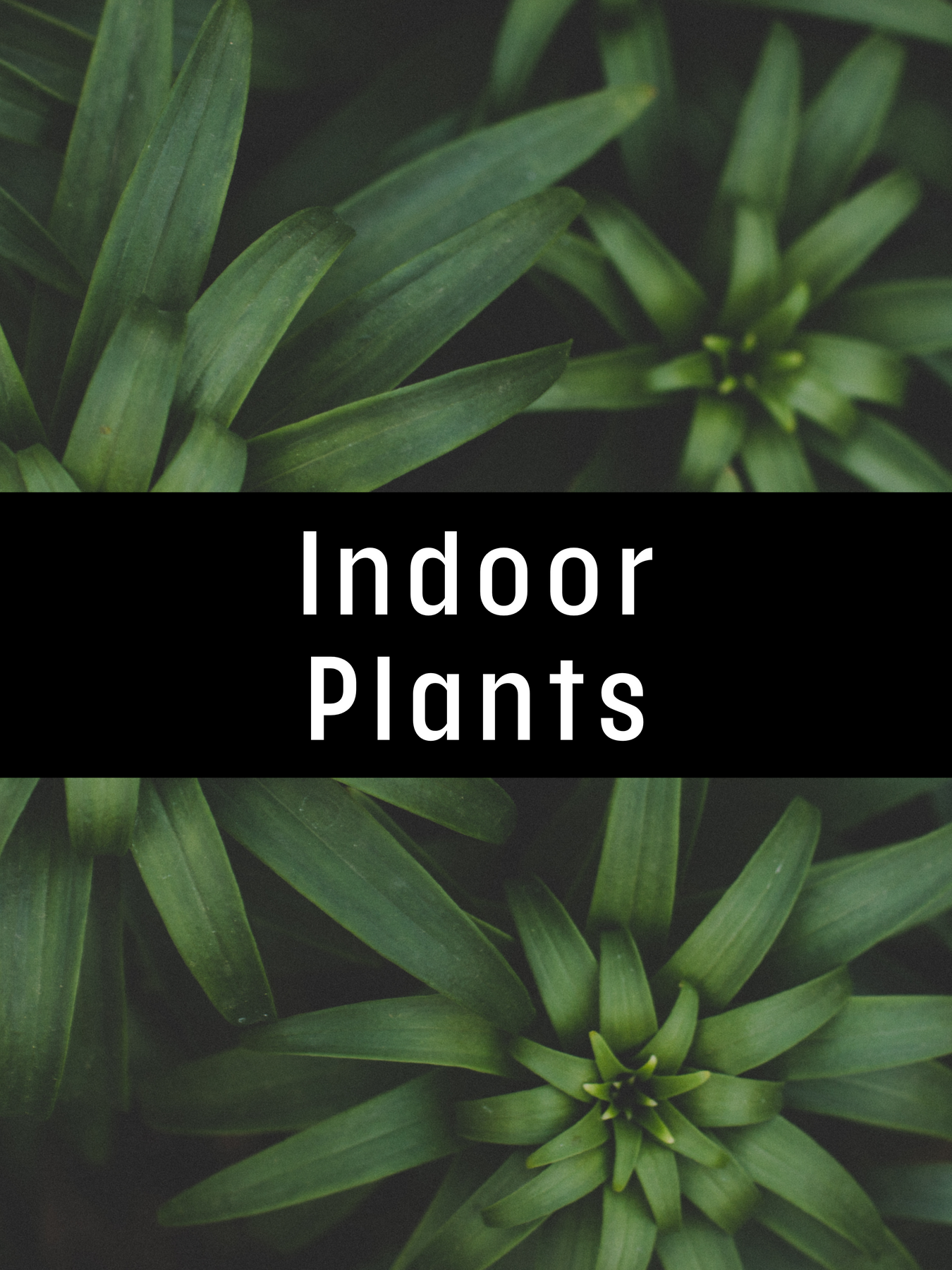 Indoor Plants