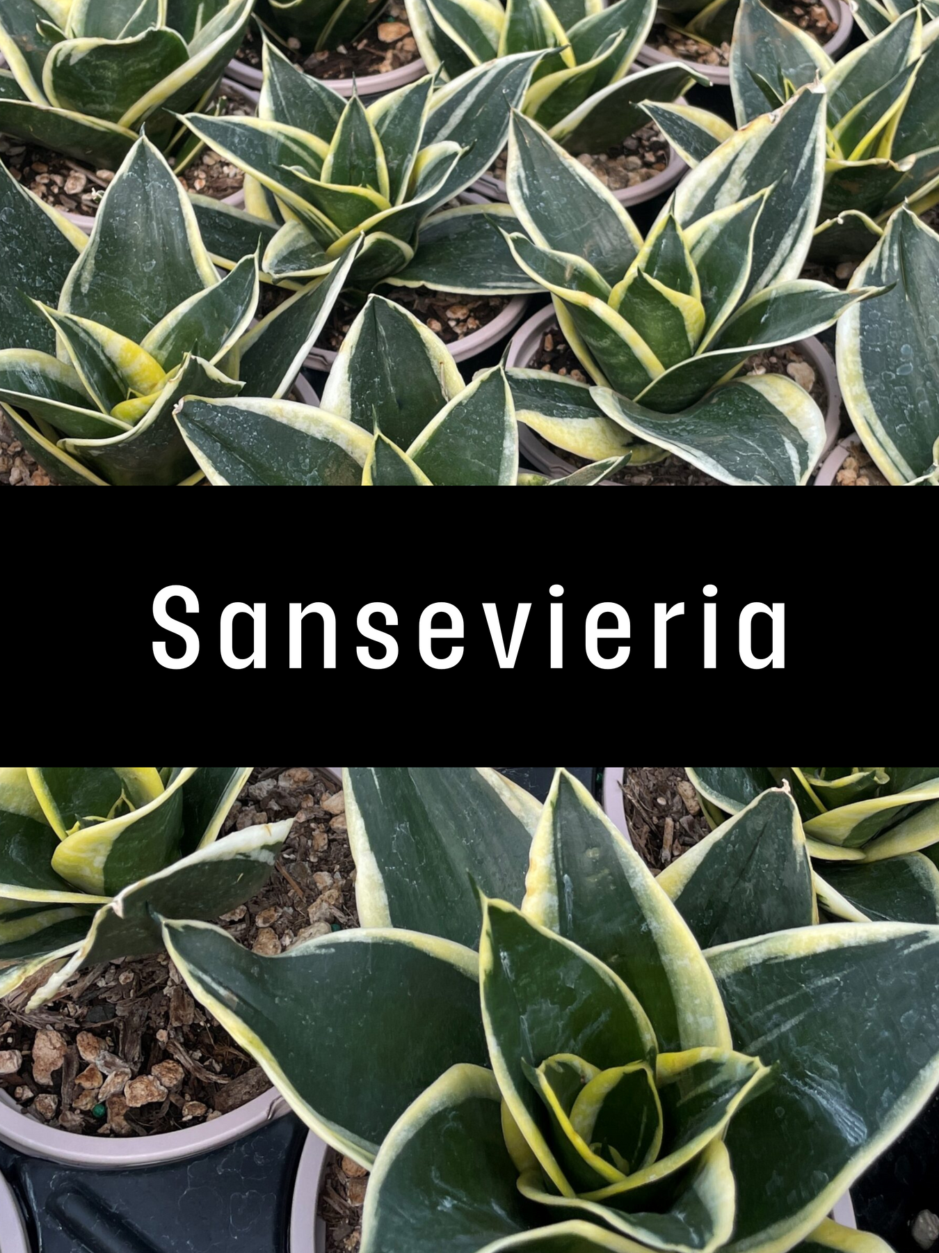 Sansevieria