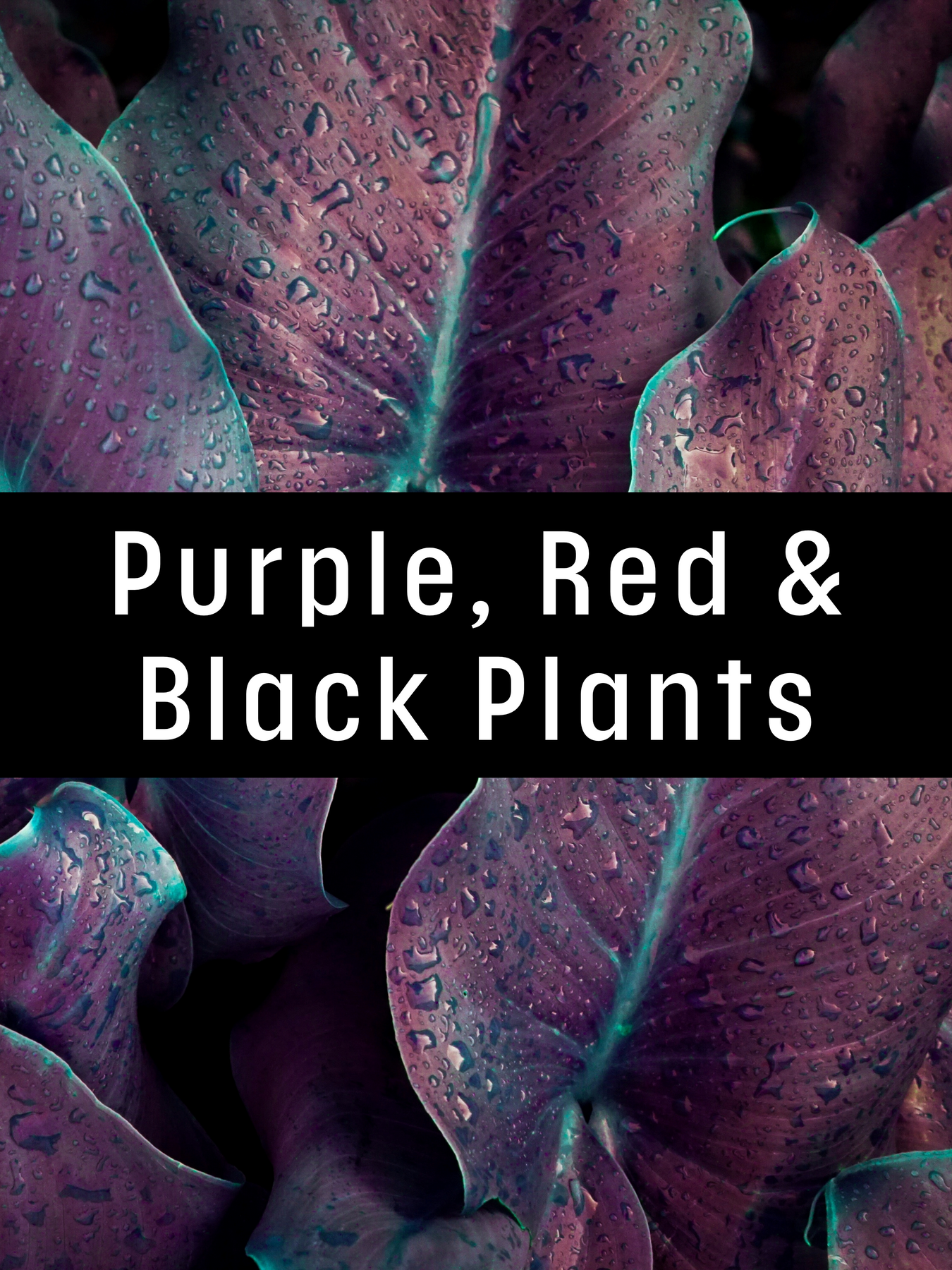 Purple, Red and Black Plants