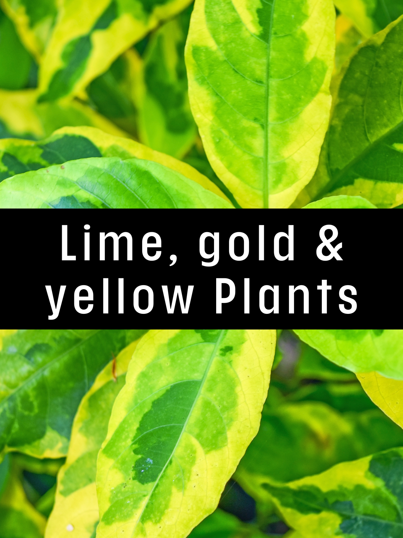 Lime, Gold and Yellow Plants