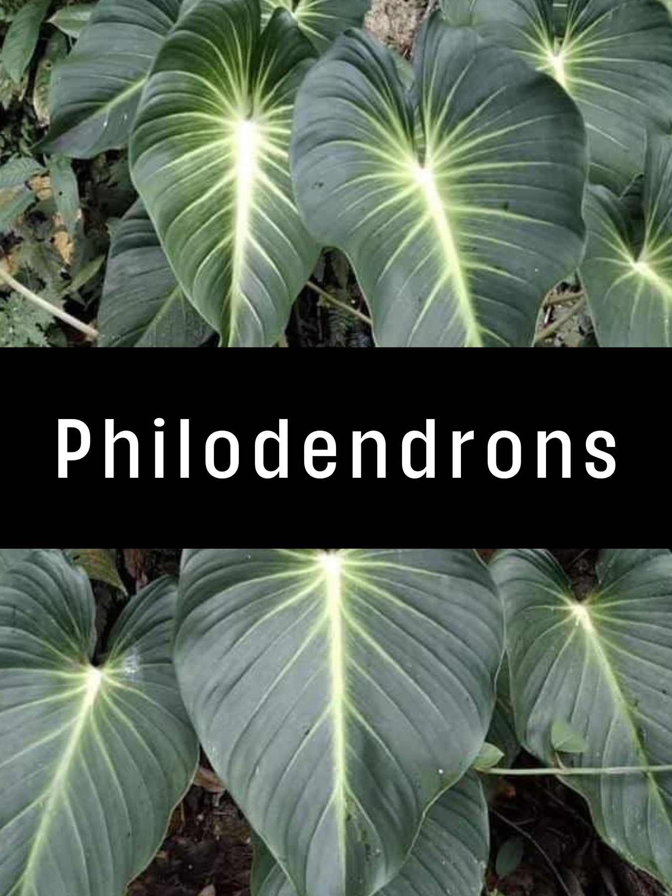 Philodendrons