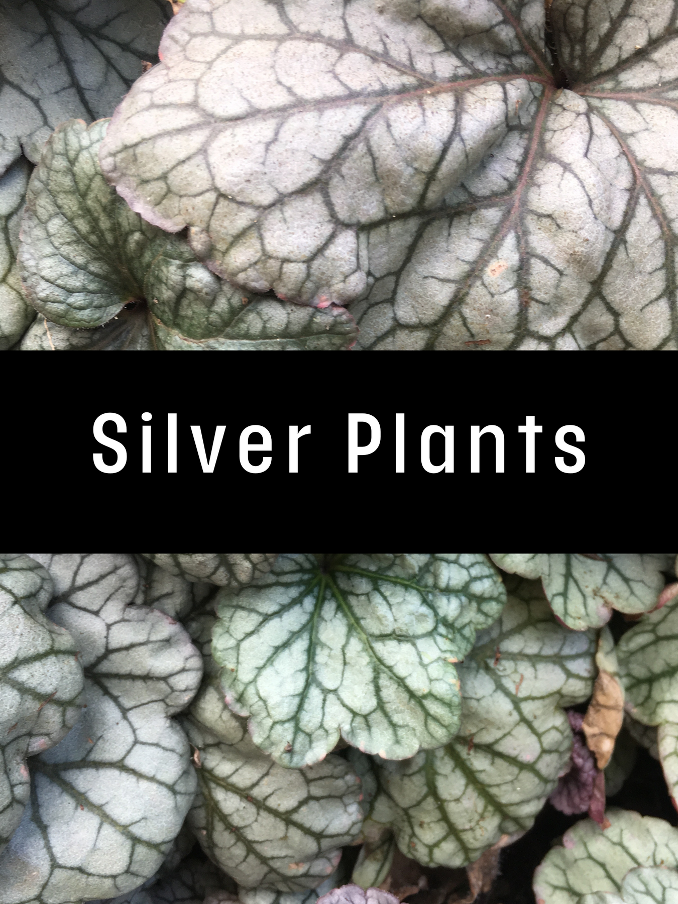 Silver Plants