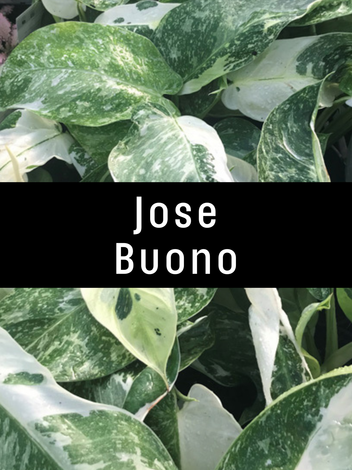 Philodendron Jose Buono