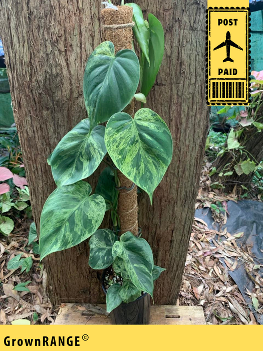 Philodendron Variegated Heart Leaf (includes Post)