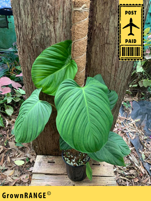 Philodendron Nangaritense (includes Post)